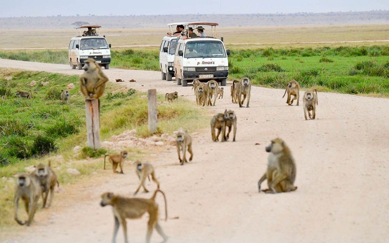 organize a safari