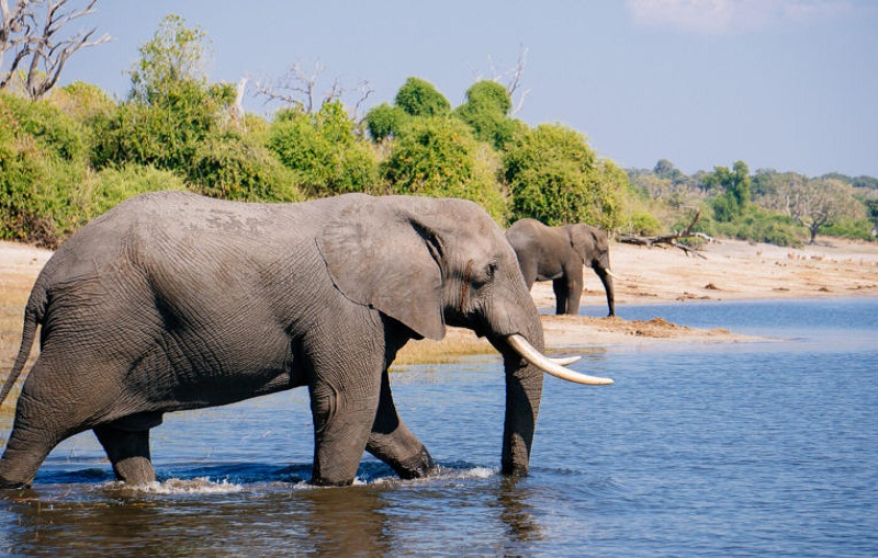 the Chobe National Park 